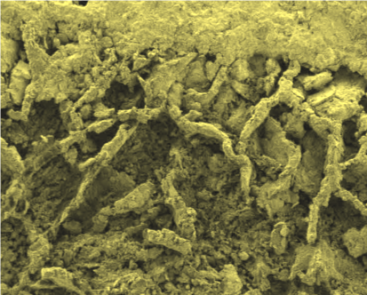 Image Oldest molecurlarly identified fungi fossils on Earth