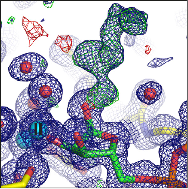 Close up electron density map of the coordination of the distal ribose (green) of the hARH1:ADPr structure.