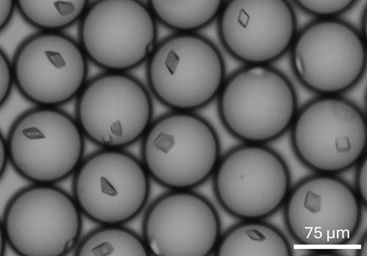 Microcrystals grown in picolitre droplets for serial crystallography