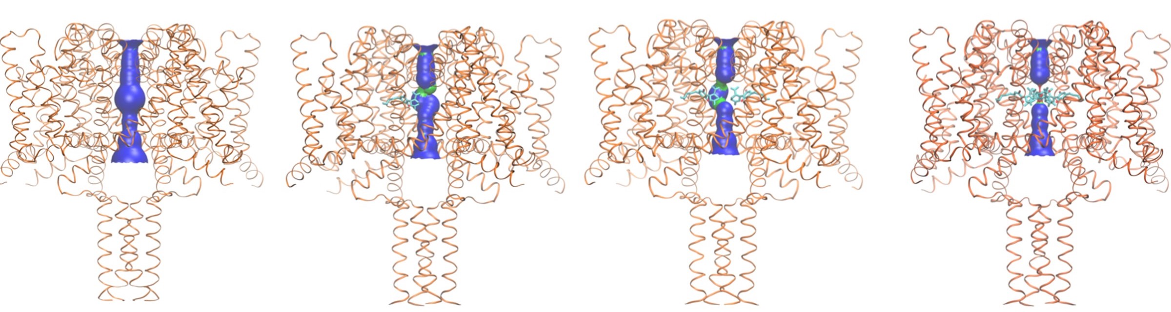 Pore interior dimensions calculated using the HOLE algorithm (Smart et al., 1993). Progressively from left to right: The apo structure and structures with 1, 2, and 4 CBD molecules present. In this figure the HOLE surface is depicted in blue for pore radii greater than 2.3 Å, and green for radii less than 2.3 Å. There is no occlusion in the absence of CBD, so hydrated sodium ions could freely pass through the pore. The NavMs structure with 4 CBD molecules present shows a full occlusion in the middle of the channel transmembrane pathway (near the centre of the hydrophobic cavity, so ion transport would be prevented [Naylor et al., 2016]). 