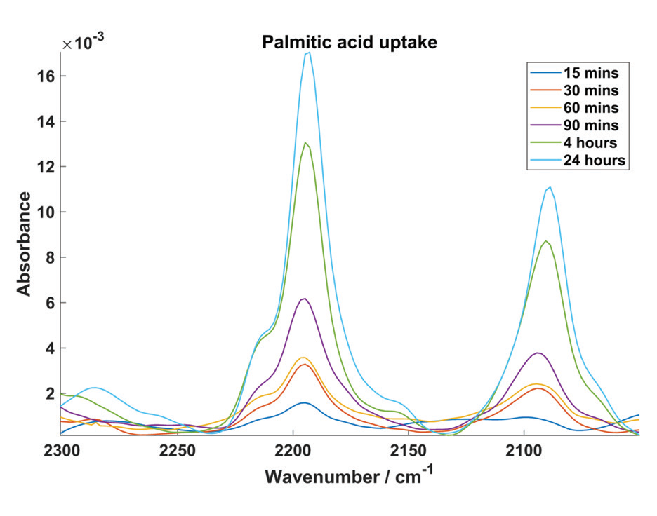 Figure 3: Mean micro-FTIR spectra of deuterated palmitic acid uptake in cells at each<br/>incubation time.