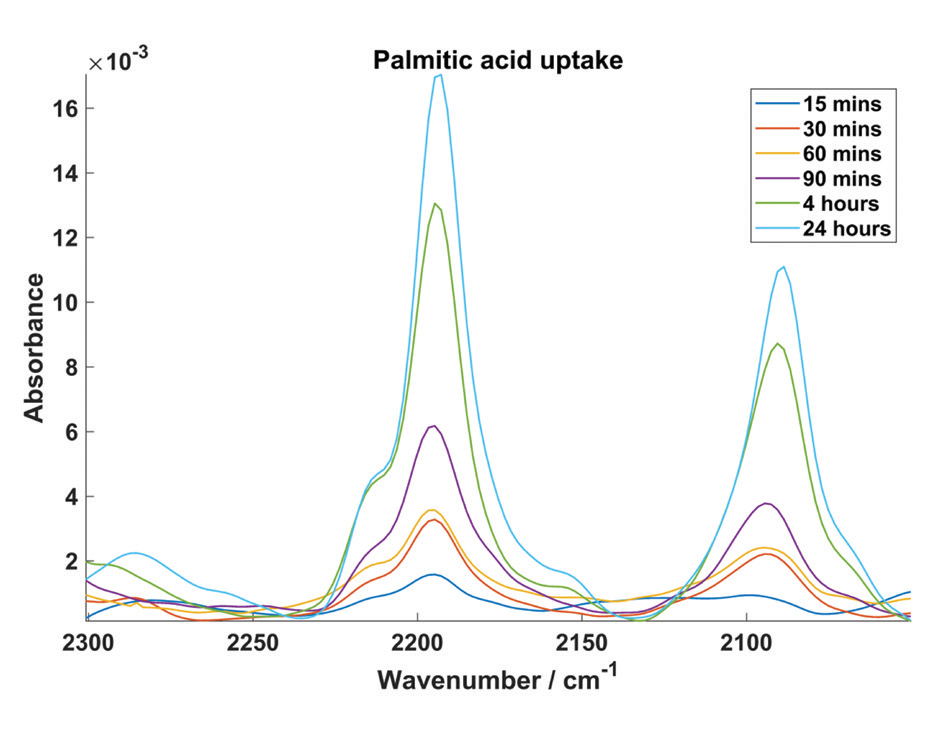 Figure 3: Mean micro-FTIR spectra of deuterated palmitic acid uptake in cells at each
<br/>incubation time.