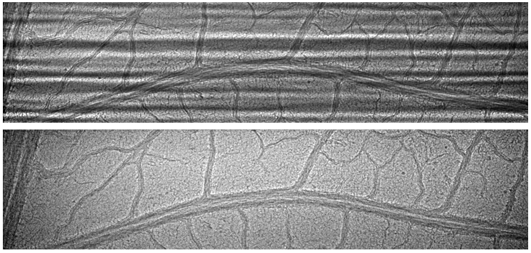 (Top) Leaf sample imaged using a commercial multilayer monochromator. (Bottom) Same sample imaged with an in-house multilayer monochromator developed by using IBF technique.