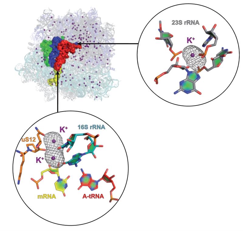 Localization of potassium ions in the 70S ribosome decoding center and peptidyl transferase center.