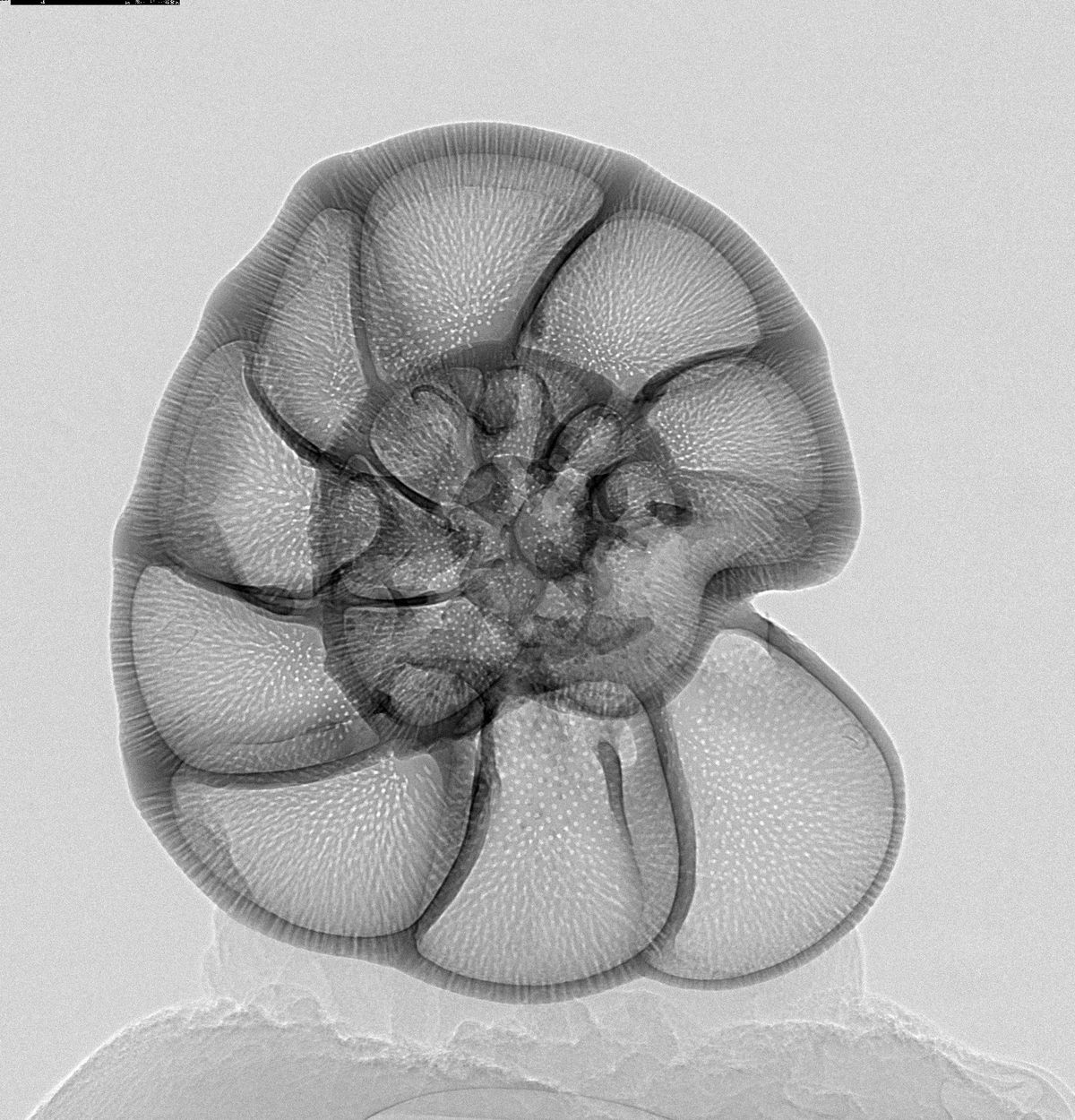 A normalised projection image of A. tepida, a type of Foraminifera