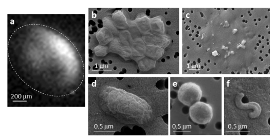 Determination of cellular phosphorus content using the μ-SXRF analysis and representative SEM micrographs of flow sorted planktonic bacterial cells.<br/>(a) A phosphorus XRF map of flow sorted Synechococcus WH8102 cells.<br/>(b) A SEM micrograph of PFA-fixed Synechococcus WH8102 cells flow sorted for the μ-SXRF analysis.<br/>(c) A SEM micrograph of Synechococcus cells after the μ-SXRF analysis.<br/>Representative SEM micrographs of flow sorted cells of oceanic (d) Synechococcus cyanobacteria, (e)<br/>Prochlorococcus cyanobacteria and (f) SAR11 alphaproteobacteria. Each experiment was repeated<br/>independently six or eight times with similar results.