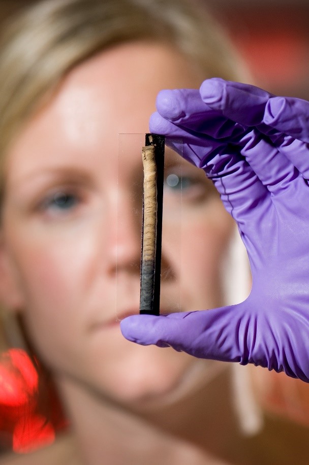 A wood sample taken from the Mary Rose held by Prof. Eleanor Schofield