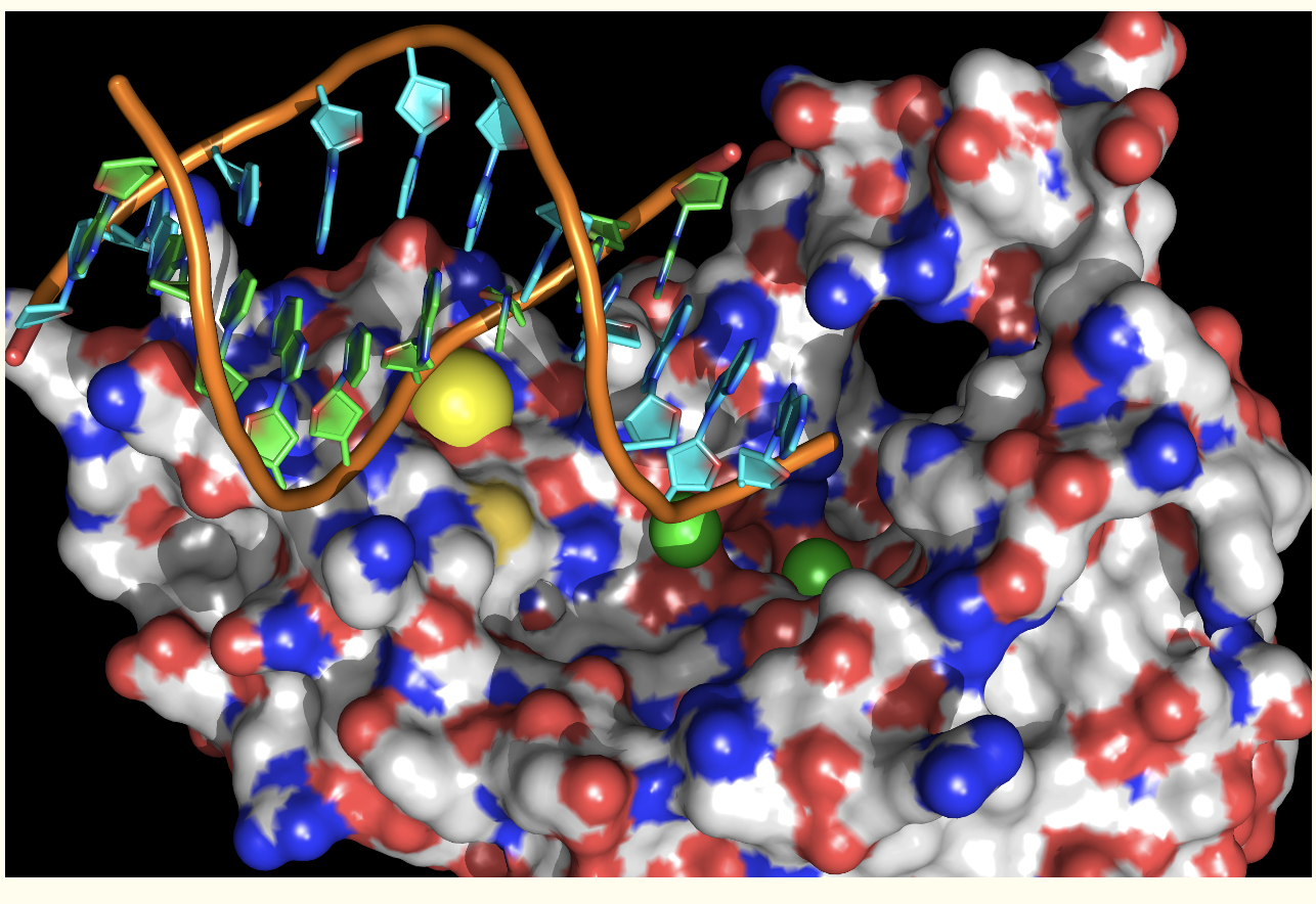 A flap endonuclease cuts DNA (the orange intertwined worms)