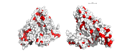 Structure of fatty acid free BSA highlighting the apolar residues (red) with their centers positioned 84 Å apart, illustrating the average distance between the protein molecules when the hydration layers overlap.