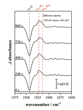 Figure 2: This sequence of infrared spectra highlight the time dependent formation of two of the Nia–R sub-states, Nia–RII and Nia–RIII in hydrogenase I from Escherichia coli. Spectra are presented as reduced minus oxidised baseline-corrected difference spectra following application of a reducing potential step from +241 to -359 mV (vs the standard hydrogen electrode, SHE)