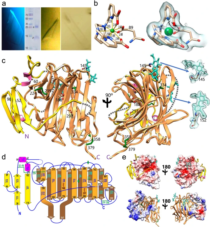 Structures of pro-neprosin and neprosin