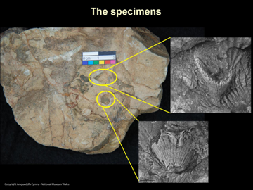 Diamond used for 462 million year-old discovery - - Diamond Light Source