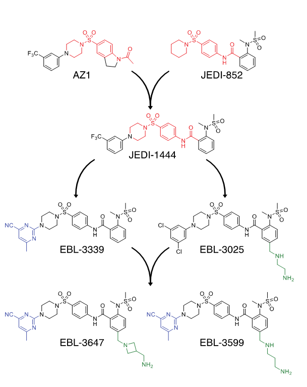 AstraZeneca’s AZ1 drug and the new study’s hit, JEDI-852, share a common core (red). By synthesising a merged molecule, JEDI-1444, and tweaking it to produce fine-tuned products, the researchers developed new candidates to stave off Gram-negative bacteria. Image credit: Douglas Huseby; adapted from the PNAS publication in accordance with CC-BY 4.0 license.
