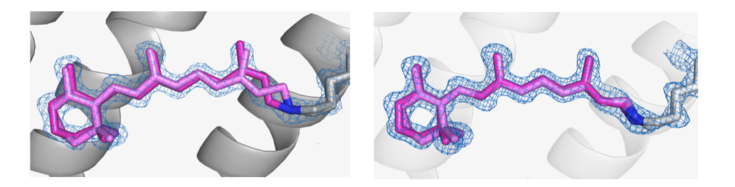 Comparison of the conformations of retinal (pink) in the desensitised state (left) and ground state (right) of AR3.  