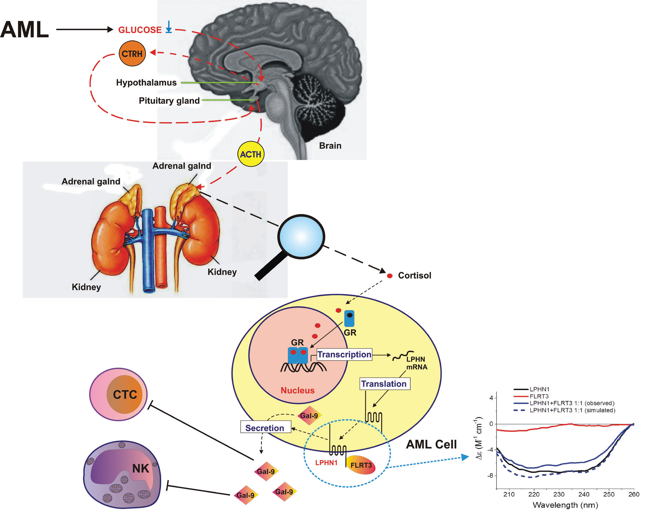 Figure 1: Pathophysiological cross-interactions of human AML cells
<br/>controlled by LPHN1 (adapted from Sakhnevych et al. 2018<sup>3</sup>). AML is
<br/>normally associated with a decrease in the levels of blood plasma glucose
<br/>due to increased cellular glucose uptake. This effect leads to upregulation
<br/>of secretion of CTRH by the hypothalamus. CTRH then induces production/
<br/>release of ACTH by the pituitary gland. Secreted ACTH induces the adrenal
<br/>cortex to produce cortisol, thus leading to cortisol-triggered increase in
<br/>LPHN1 levels in AML cells. FLRT3-LPHN1 interaction mediates generation
<br/>and secretion of galectin-9, which attenuates anti-cancer activities of
<br/>NK cells and CTCs. Importantly, the protein-protein interactions of LPHN1
<br/>and FLRT3 were characterised using SRCD at beamline B23. We confirmed
<br/>that the proteins interact specifically with high affinity. Importantly,
<br/>secondary structure of both proteins and the complex they form was
<br/>characterised using SRCD for the first time. This allowed interpretation
<br/>of the biological/pathophysiological effects triggered by the interaction
<br/>described above.