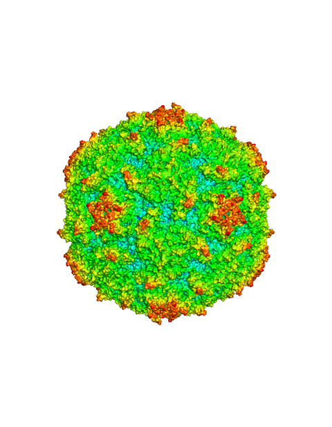 Polio: Radius coloured surface representation of Type 1 poliovirus (Mahoney) (PDB ID:1HXS, DOI:10.1006/jmbi.2001.4485). The surface is coloured from blue to red according to the distance from the particle centre.