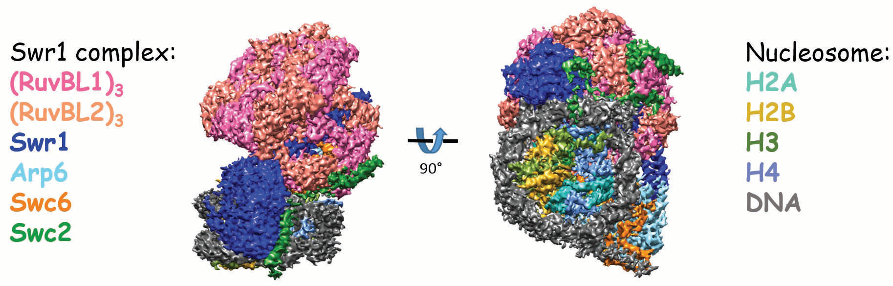 Figure 1: Overview of cryo-EM 3D map of SWR1:nucleosome complex at 3.6 Å resolution.