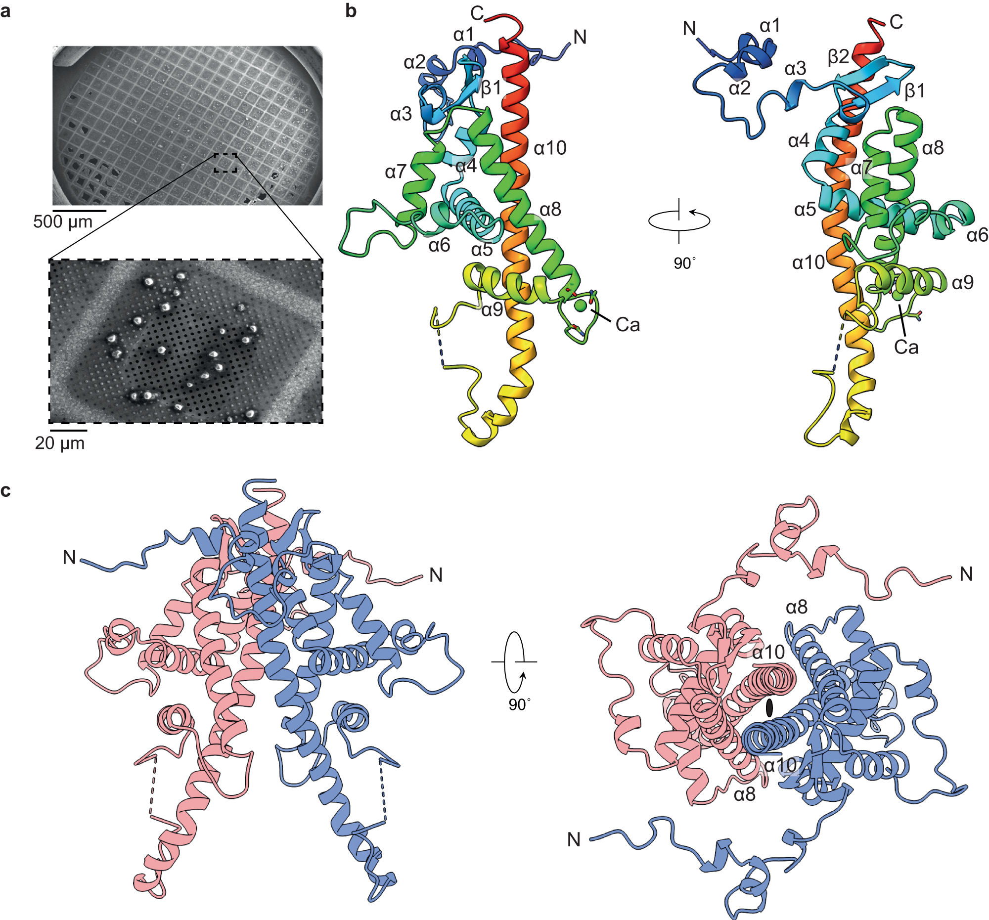 a) Scanning electron micrograph of native ToNV occlusion bodies prepared for diffraction experiments. Images have been cropped but are otherwise unedited. b) A single polyhedrin molecule coloured from the N-terminus (blue) to the C-terminus (red) and annotated with secondary structure features. A calcium ion is shown (green). The dashed line shows the missing loop 171–174. c) The dimeric unit (red and blue chains) of the OB lattice are shown in two orientations. The two-fold symmetric axis is indicated by the black ellipse.