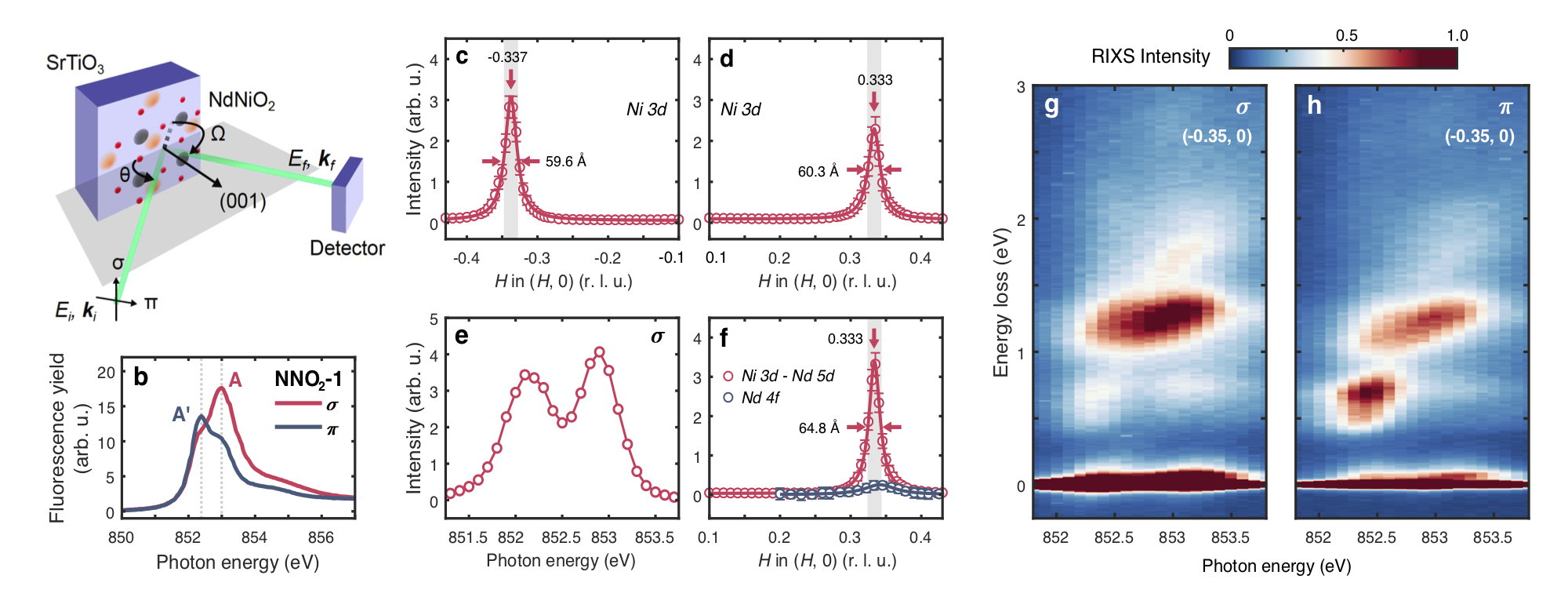 a, The experimental geometry of XAS and RIXS experiment. b, Ni L3 XAS of the parent NdNiO2 film. c,d, Integrated quasi-elastic peak intensity as a function of momentum transfer along the (±H, 0) direction by excitation at the Ni 3d resonance (A peak in b). e, The resonant energy profile of the charge-order at (+0.333, 0). f, Integrated quasi-elastic peaks as a function of momentum transfer along the (H, 0) direction by probing the Ni 3d–Nd 5d hybridized state (A' peak in b) and Nd 4f states at the Nd M5 edge. g,h, RIXS maps on layered nickelate at 20 K at H = −0.35 r.l.u. with σ (g) or π incident X-ray polarisation (h).