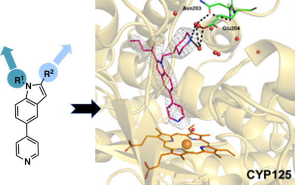 The synthetic expansion of a chemical structure in two directions designed to fit into the active site of Mtb cholesterol oxidase enzymes to generate a new range of inhibitors and potential anti-TB drugs. The right-hand image shows a close-up of the x-ray crystal structure of the Mtb CYP125 enzyme bound to one of the leading inhibitor compounds.