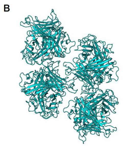 Crystallisation of ChAdOx1 fibre-knob protein results in 4 copies of the expected trimer per asymmetric unit and reveals side-chain locations.  The crystal structure was solved with 12 copies of the monomer in the asymmetric unit, packing to form 3 trimeric biological assemblies. Density was sufficient to provide a complete structure in all copies.  