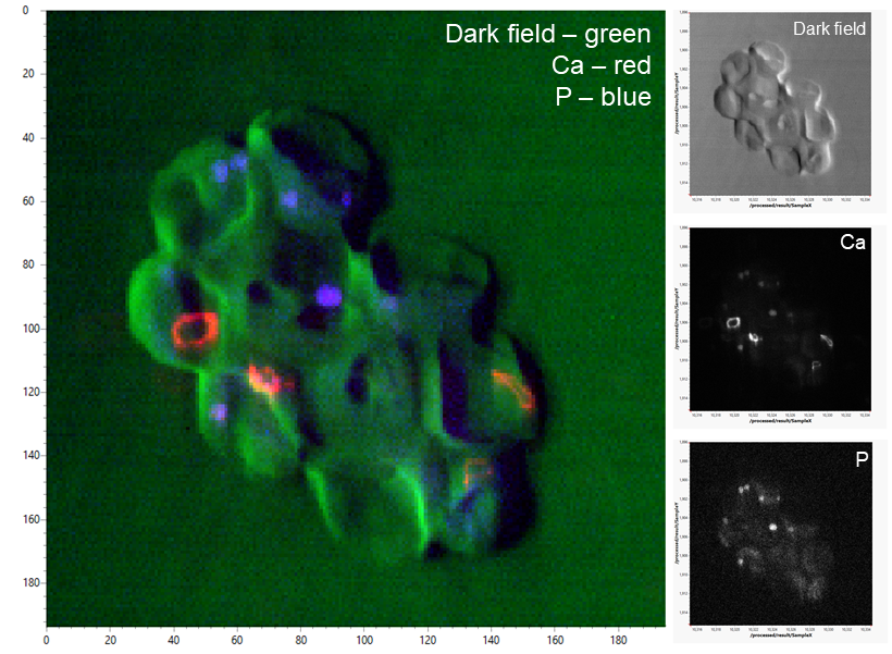 A collection of dried coccolithophore microalgae, as seen by combined XRF and DPC imaging.<br/>