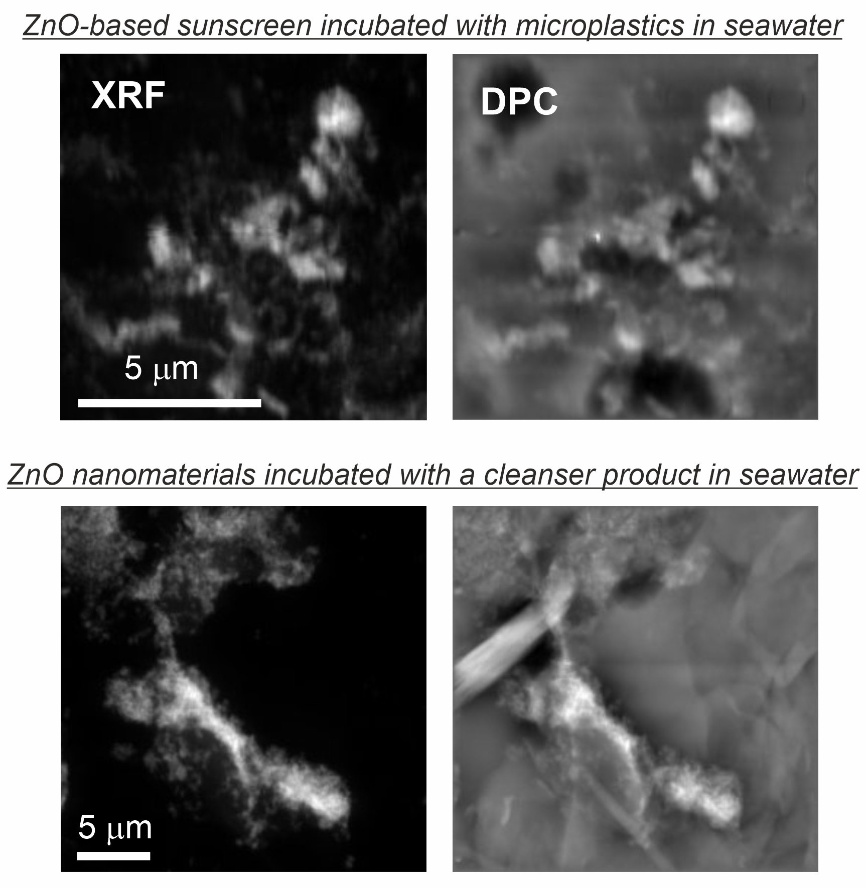 Figure 2. X-ray fluorescence (XRF, left) maps (100 nm pixel size) for the Zn signal and differential phase contrast (DPC, right) image for morphological inspection of the adsorbed structures measured at the hard X-ray nanoprobe (I14 beamline). Zn-particles from the sunscreen were deposited on the pristine microplastics after incubation in seawater (top row) while ZnO nanomaterials were deposited on the microplastics leached from the exfoliating cleanser after incubation in seawater as well (bottom row).<br/><br/>NOTE: All the images are an adaptation of the published paper
