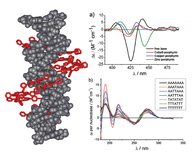 Figure 1: Structure of a porphyrin modified DNA, where the porphyrin-nucleoside has been attached to the complementary strands of DNA to give a zipper porphyrin array. The CD spectra show the differences obtained from various metallated porphyrins.