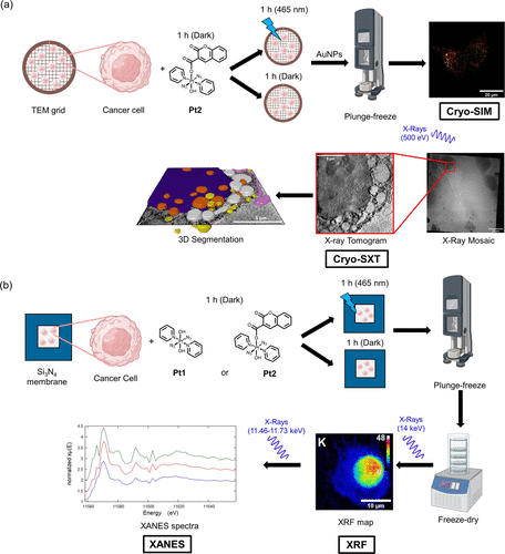 Summary schematic for methods used in this work. (a) cryo-structured illumination microscopy (SIM) and cryo-soft X-ray tomography (cryo-SXT). (b) X-ray fluorescence (XRF) and X-ray absorption near edge structure (XANES) spectroscopy. This image was created using biorender.com.<br/>Image reused from DOI: 10.1021/jacs.1c08630 under the CC BY 2.0 license.