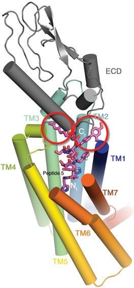  Figure 2: Peptide 5 interactions with GLP1R. Cylindrical representation of GLP1R (TMD rainbow coloured from N- to C-terminus; ECD coloured grey), as viewed from the extracellular
<br/>
<br/>space. Peptide 5 is shown in stick representation with carbon, nitrogen and oxygen atoms
<br/>coloured purple, blue and red respectively. The N- and C-terminal extremities of Peptide 5 are
<br/>highlighted in white and the C-terminal unnatural residues are circled in red.