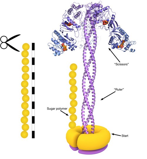 The purple protein coils act the measuring stick, the process stops when the polymer grows to the same length.  The process is akin to measuring fabric.