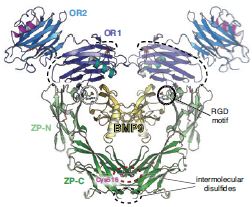 Figure 2: Theoretical model of the full ectodomain of dimeric ENG in complex with BMP9, based on the crystal structures of the individual components and the ENG OR-BMP9 complex.