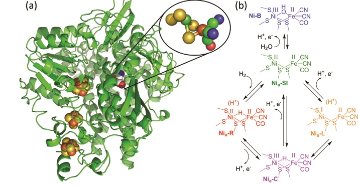 Figure 1: (a) Structure of the [NiFe] hydrogenase I from Escherichia coli in cartoon form, with the metal centres and their ligands shown as spheres in elemental colours (nickel: green, iron: orange, sulphur: yellow, carbon: grey, oxygen: red, nitrogen: blue); (b) Proposed catalytic cycle at the active site of [NiFe] hydrogenases.