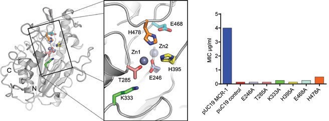 Figure 2: Effect of mutation upon MCR-1 Activity. (Left) MCR-1 active site (P21 crystal form) with colours identifying positions of alanine substitutions. (Right) Colistin MICs (determined by agar
<br/>dilution; data shown are modes for two independent experiments, each performed in duplicate) for alanine substitutions at positions shown to the left.