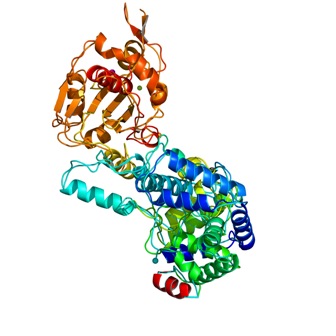 Lassa fever