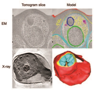 Figure 2: Electron and X-ray tomograms of cells arrested early in egress by Compound 1 or 2.<br/>Red cell membrane, red; vacuole membrane, yellow; parasite cell membranes, cyan. Other<br/>colours, parasite organelles and ribosomes.