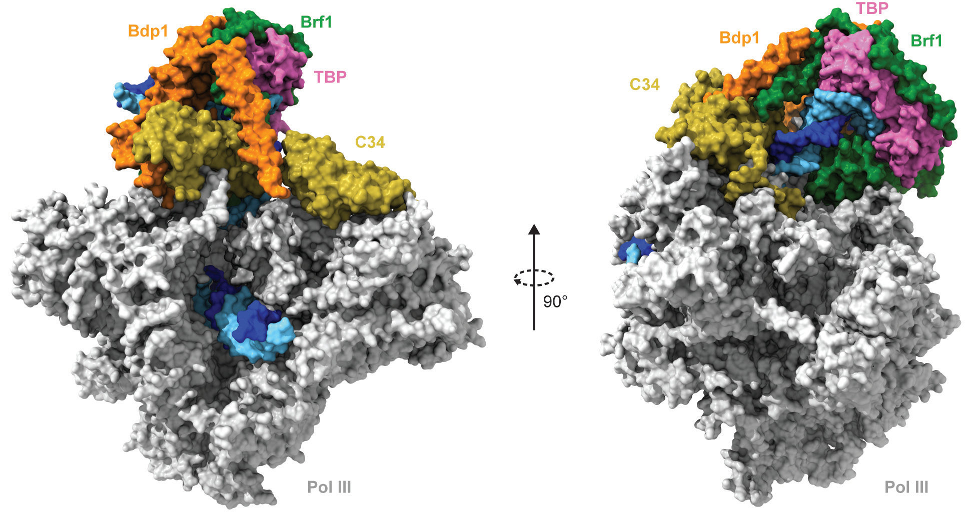 Figure 1: Two orthogonal views of the core Pol III PIC, represented as a molecular surface. The template and non-template strands of the promoter DNA are coloured in blue and cyan, respectively. The<br/>Pol III enzyme is depicted in grey, with the exception of subunit C34 which is depicted in yellow. TFIIIB components, Brf1, TBP and Bdp1 are depicted in green, pink and orange, respectively.