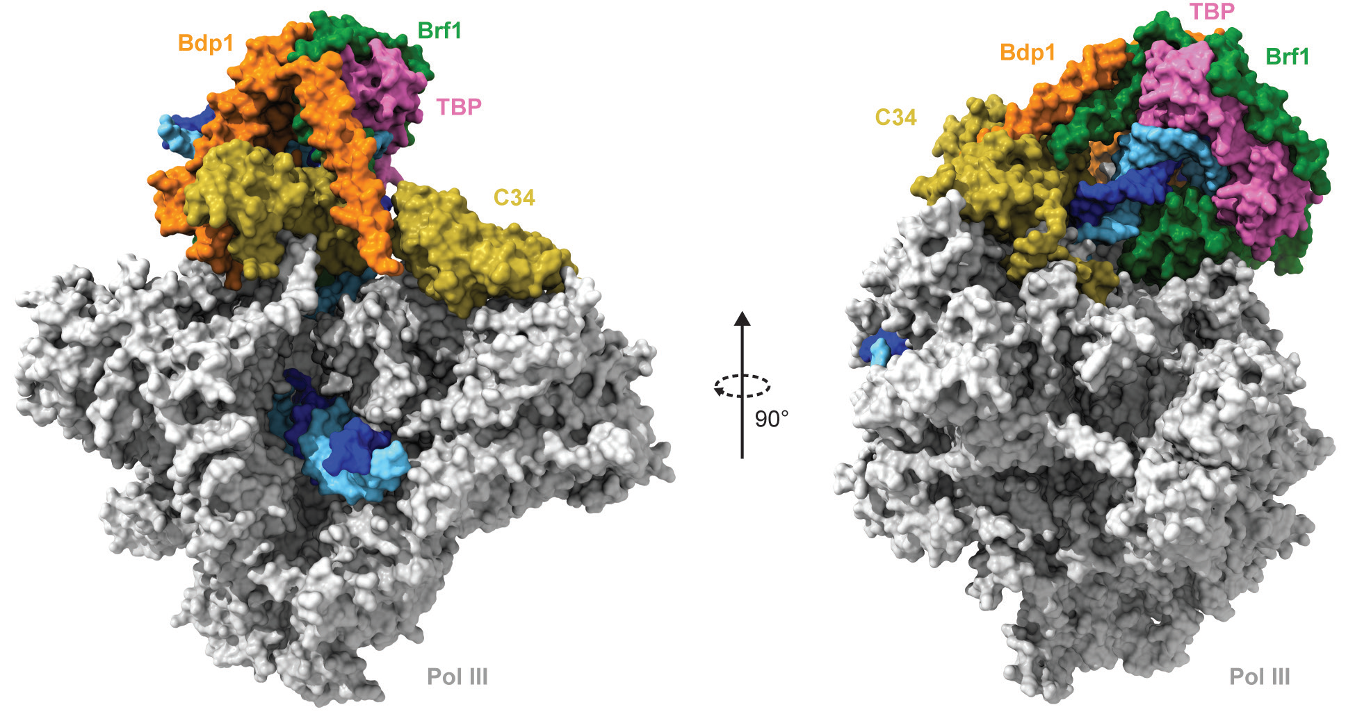 Figure 1: Two orthogonal views of the core Pol III PIC, represented as a molecular surface. The template and non-template strands of the promoter DNA are coloured in blue and cyan, respectively. The
<br/>Pol III enzyme is depicted in grey, with the exception of subunit C34 which is depicted in yellow. TFIIIB components, Brf1, TBP and Bdp1 are depicted in green, pink and orange, respectively.