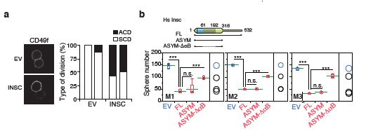 Figure 3: Insc promotes asymmetric cell divisions of murine mammary stem cells. (a) Quantification of the division mode of mammary epithelial
<br/>cells isolated from p53-KO mice evaluated by pair-cell assay. Cells were infected with empty lentivirus (EV) or virus expressing full-length Insc
<br/>(INSC) and imaged after the first division by staining with the CD49f surface marker of the mammary basal lineage. (b) Sphere-forming assays
<br/>performed with p53-KO mammospheres infected with empty lentivirus (EV) or viruses expressing Insc (FL), Insc<sup>ASYM</sup> (ASYM), or Insc<sup>ASYM</sup>-ΔαB. The
<br/>sphere-forming efficiency (SFE) was quantified over three subsequent passages M1-M2-M3.