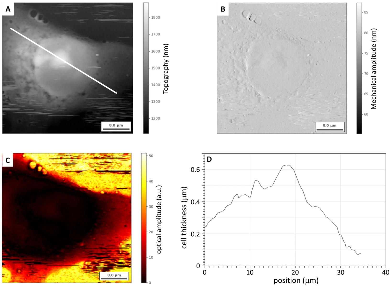 Images of a human osteosarcoma cell (MG-63, formalin-fixed), obtained by synchrotron-radiation nano-FTIR spectroscopy: (A)—AFM topography; (B)—mechanical tapping amplitude; (C)—IR scattering image (optical amplitude, second harmonic). (D)—AFM-derived cell thickness along the line depicted in (A).