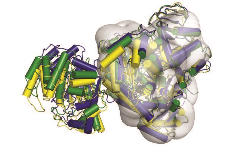 Figure 1: The 15.2 Å cryo-EM CtUGGT reconstruction confirms mobility of
<br/>TRXL2. Overlay of 3 crystallographically independent molecules of WT CtUGGT
<br/>across 3 crystal forms. Helices are represented by cylinders. Yellow: 'open'
<br/>conformation; green: 'intermediate' conformation; blue 'closed' conformation.
<br/>The models have been superimposed with the main class of the 15.2 Å cryo-EM
<br/>reconstruction. The cryo-EM reconstruction contour level encloses a volume
<br/>corresponding to the protein mass.