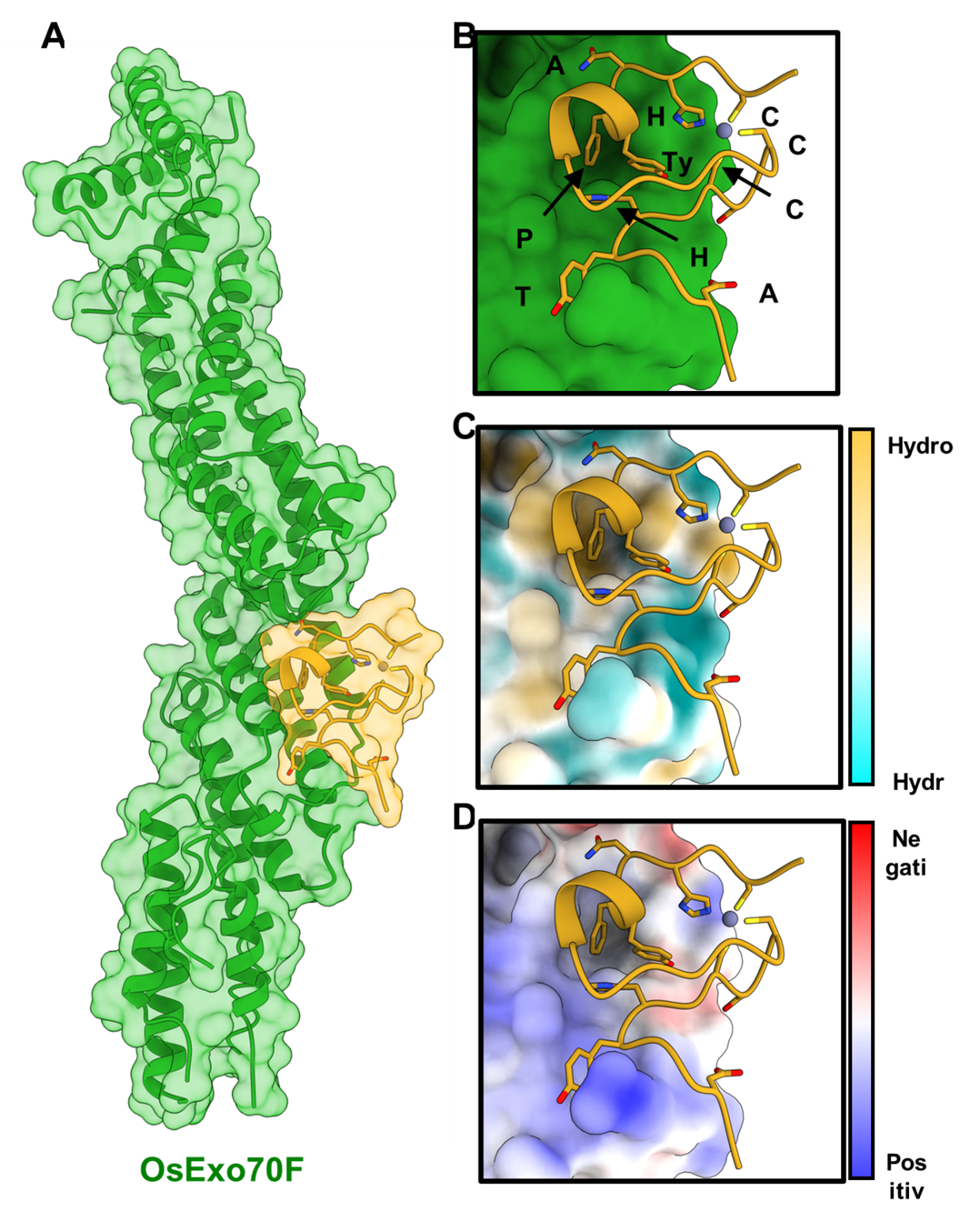 Figure caption: The crystal structure of rice OsExo70F2 in complex with M. oryzae AVR-Pii reveals the molecular details of the interaction interface. (A) Schematic representation of OsExo70F2 in complex with AVR-Pii. The molecular surface of both molecules are shown in green and yellow for OsExo70F2 and AVR-Pii, respectively. (B) Close-up view of the interaction interface between OsExo70F2 and AVR-Pii reveals AVR-Pii residues involved in the interaction with the target (Asp45, Tyr48, His49, Tyr64, Phe65, and Asn66) in addition to the residues mediating the protein fold by coordinating a Zn2+ atom (Cys51, Cys54, His67, and Cys69). (C) OsExo70F2 surface hydrophobicity representation at the interaction interface shows that AVR-Pii binds OsExo70F2 by docking a residue in a hydrophobic pocket. (D) Representation of OsExo70F2 surface electrostatic potential at the AVR-Pii interaction interface.