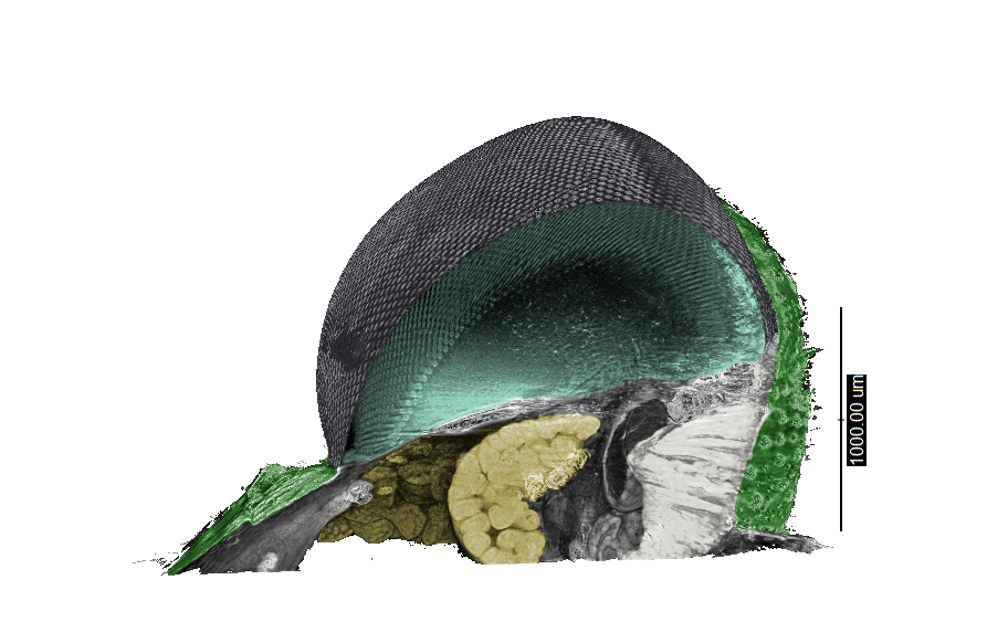 The dataset that brought us past the 3PB mark: a coloured reconstruction of a bee’s compound eye, produced from studies on I13. Courtesy of Gavin Taylor, Emily Baird, Andrew J Bodey & Andreas Enstrom (University of Lund)