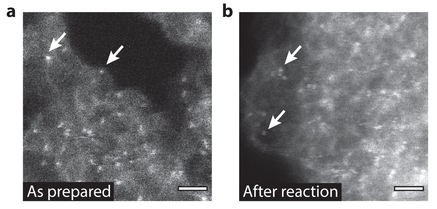 Figure 2: Atomic resolution aberration-corrected electron micrographs (a) before and (b)<br/>after reaction. White arrows highlight a selection of single Pd atoms, appearing as isolated<br/>bright spots in the micrographs. The scale bars are 1 nm. Adapted by permission from Springer<br/>Nature: Nature Nanotechnology, see Related Publication, copyright 2018.