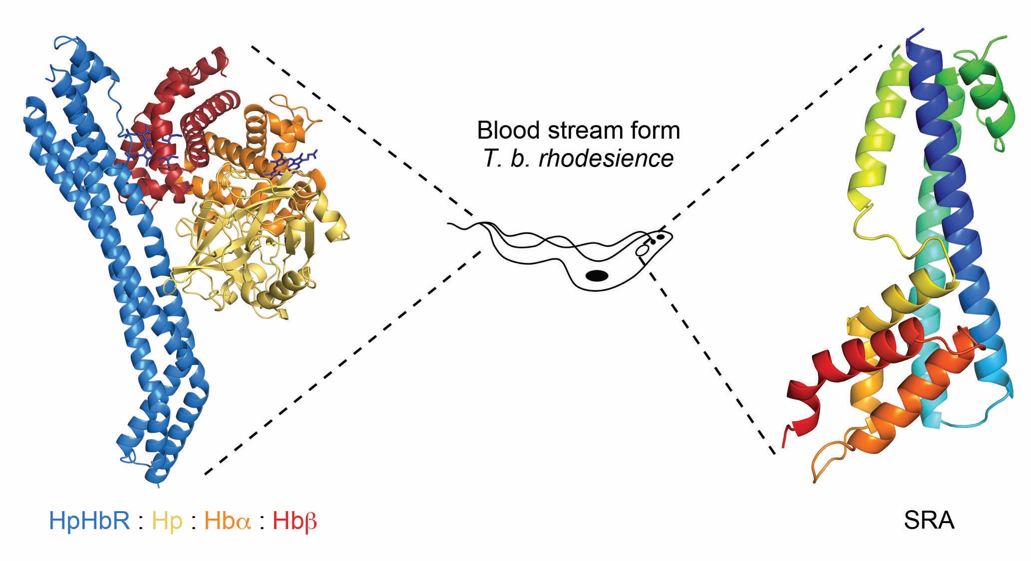 Figure: The centre of the Figure shows a schematic of a blood stream form T. b. brucei. The left-hand side of the figure shows the T. b. rhodesiense haptoglobin-haemoglobin receptor (HpHbR, blue) bound
<br/>to a complex of the SP domain of haptoglobin (Hp, yellow), the a-subunit of haemoglobin (Hba, orange) and the b-subunit of haemoglobin (Hbb, red). This is found on the cell surface, and within the
<br/>flagella pocket of trypanosomes. The right-hand panel shows the surface resistance associated protein (SRA, rainbow) of T. b. rhodesiense, which is found primarily in the lysosome of trypanosomes.