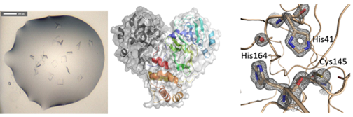 Structure of SARS-CoV-2. (a) Crystals of SARS-CoV-2 free enzyme (b) cartoon representation of the SARS-CoV-2 dimer with a semi-transparent surface in grey (c) representative electron density (2Fo-Fc map contoured at the 2.5 s level) from the 1.39 Å structure centered on active site residues His41, His164 and Cis145