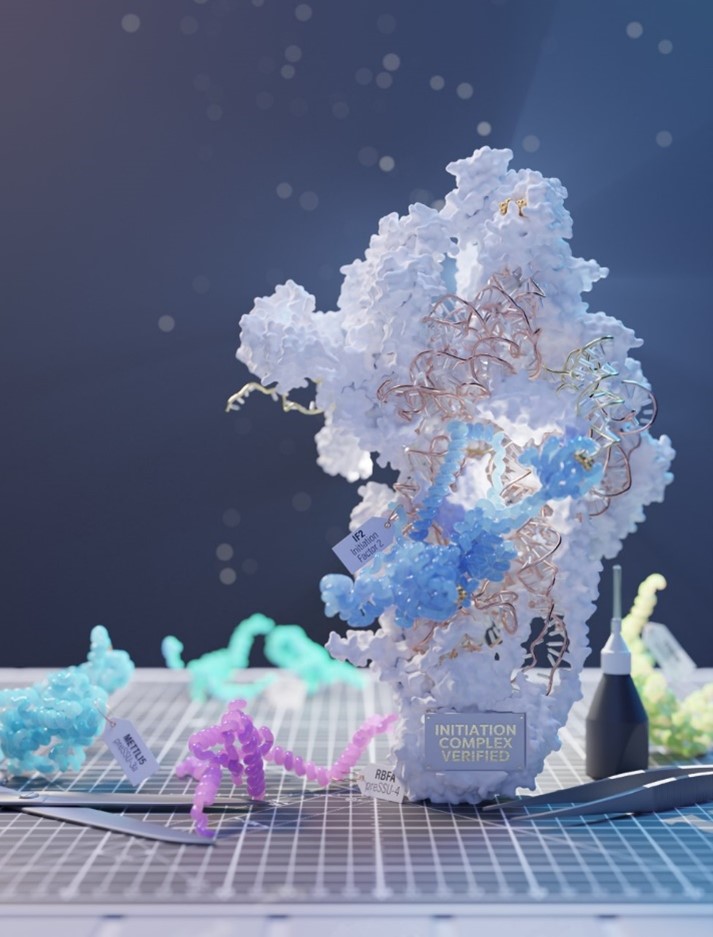 A sequential series of auxiliary assembly factors is visualised in action as it assists the small mitoribosomal subunit to form a catalytic complex able to initiate translation of genetic information in human mitochondria.