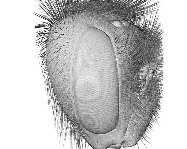 3D image of the head of a bumblebee (Image: Pierre Tichit), published on 25 March 2019.