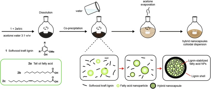 One-pot method and a proposed formation mechanism of hybrid lignin-fatty acid nanocapsules. 2b, lauric acid; 2c, oleic acid. Note: not drawn to scale.