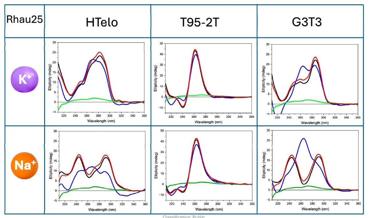 HT-SRCD spectra of G4 sequences in the presence of Rhau25 peptide in 10 mM Tris-HCl buffer, pH 7.4, in the presence of 70 mM K+ or Na+ ions, acquired using 2 string plates using B23 module A. Each box contains the spectrum of the G4 alone (black), the measured (blue) and the calculated (red) spectra of the ligand–G4 complex and the spectrum of the ligand alone (green line).